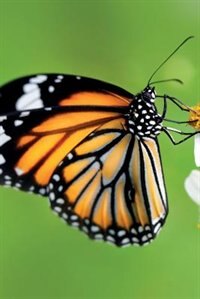 Front cover_August Butterfly Notebook & Journal. Productivity Work Planner & Idea Notepad