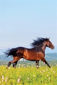 Couverture_Arabian Horse December Notebook & Journal. Productivity Work Planner & Idea Notepad