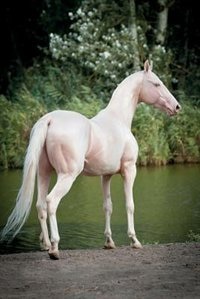Cremello Akhal Teke October Notebook & Journal. Productivity Work Planner & Idea Notepad: Brainstorm Thoughts, Self Discovery, To Do List