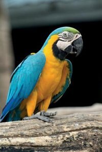 Couverture_Macaw Parrot vol.2 Notebook & Journal. Productivity Work Planner & Idea Notepad