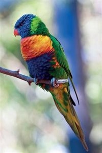 Couverture_Rainbow Lorikeet vol.3 Notebook & Journal. Productivity Work Planner & Idea Notepad