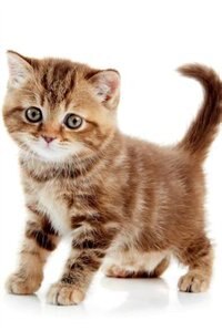 Couverture_British Shorthair Kitten Notebook & Journal. Productivity Work Planner & Idea Notepad