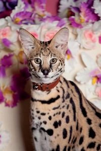 Couverture_Serval Spring Notebook & Journal. Productivity Work Planner & Idea Notepad