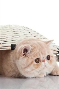 Shorthair Cat Notebook & Journal. Productivity Work Planner & Idea Notepad: Brainstorm Thoughts, Self Discovery, To Do List