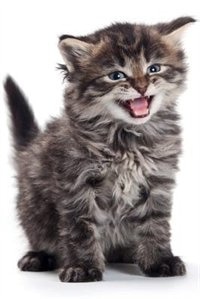 Front cover_Siberian Kitten Summer Notebook & Journal. Productivity Work Planner & Idea Notepad