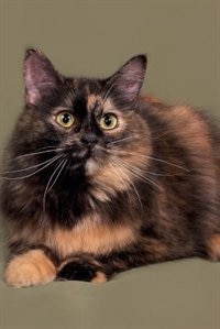 Front cover_Tortoiseshell Cat Notebook & Journal. Productivity Work Planner & Idea Notepad