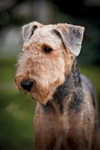 Airedale Terrier Notebook & Journal. Productivity Work Planner & Idea Notepad: Brainstorm Thoughts, Self Discovery, To Do List