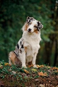 Australian Shepherd Winter Notebook & Journal. Productivity Work Planner & Idea Notepad: Brainstorm Thoughts, Self Discovery, To Do List