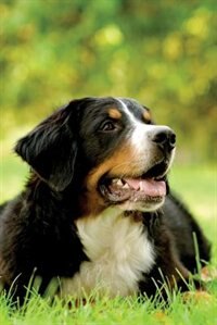 Bernese Mountain Dog Notebook & Journal. Productivity Work Planner & Idea Notepad: Brainstorm Thoughts, Self Discovery, To Do List