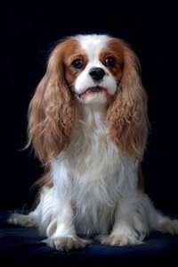 Cavalier King Charles Spaniel vol.3 Notebook & Journal. Productivity Work Planner & Idea Notepad: Brainstorm Thoughts, Self Discovery, To Do List