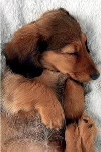 Couverture_Dachshund Notebook & Journal. Productivity Work Planner & Idea Notepad