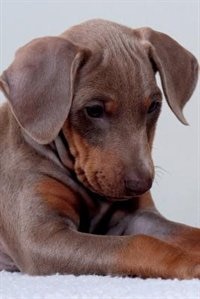 Doberman Pinscher Notebook & Journal. Productivity Work Planner & Idea Notepad: Brainstorm Thoughts, Self Discovery, To Do List