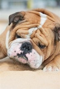 English Bulldog Winter Notebook & Journal. Productivity Work Planner & Idea Notepad: Brainstorm Thoughts, Self Discovery, To Do List