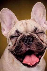 French Bulldog March Notebook & Journal. Productivity Work Planner & Idea Notepad: Brainstorm Thoughts, Self Discovery, To Do List