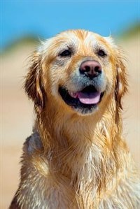 Golden Retriever January Notebook & Journal. Productivity Work Planner & Idea Notepad: Brainstorm Thoughts, Self Discovery, To Do List