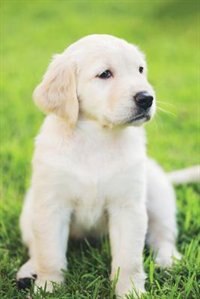 Front cover_Golden Retriever March Notebook & Journal. Productivity Work Planner & Idea Notepad