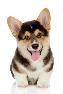 Front cover_Pembroke Welsh Corgi Notebook & Journal. Productivity Work Planner & Idea Notepad