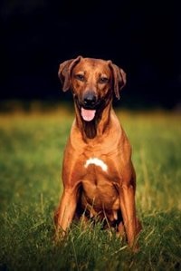Rhodesian Ridgeback Autumn Notebook & Journal. Productivity Work Planner & Idea Notepad: Brainstorm Thoughts, Self Discovery, To Do List