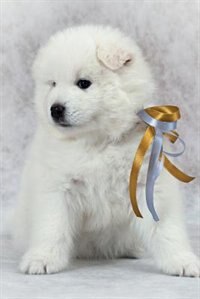 Couverture_Samoyed Notebook & Journal. Productivity Work Planner & Idea Notepad