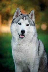 Siberian Husky Notebook & Journal. Productivity Work Planner & Idea Notepad: Brainstorm Thoughts, Self Discovery, To Do List