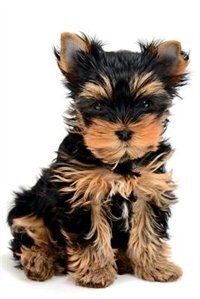 Yorkshire Terrier Notebook & Journal. Productivity Work Planner & Idea Notepad: Brainstorm Thoughts, Self Discovery, To Do List