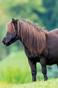 January Horse Notebook & Journal. Productivity Work Planner & Idea Notepad: Brainstorm Thoughts, Self Discovery, To Do List