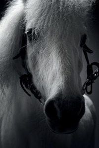 White Horse Notebook & Journal. Productivity Work Planner & Idea Notepad: Brainstorm Thoughts, Self Discovery, To Do List