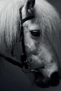 White Horse Notebook & Journal. Productivity Work Planner & Idea Notepad: Brainstorm Thoughts, Self Discovery, To Do List