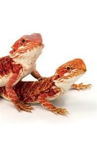 Bearded Dragon Notebook & Journal. Productivity Work Planner & Idea Notepad: Brainstorm Thoughts, Self Discovery, To Do List