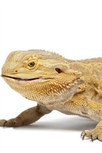 Bearded Dragon Notebook & Journal. Productivity Work Planner & Idea Notepad: Brainstorm Thoughts, Self Discovery, To Do List
