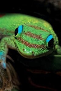 Couverture_Gecko Notebook & Journal. Productivity Work Planner & Idea Notepad