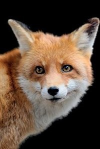 Couverture_Red Fox Notebook & Journal. Productivity Work Planner & Idea Notepad