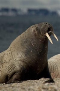 Front cover_Walrus Notebook & Journal. Productivity Work Planner & Idea Notepad