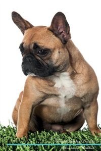 French Bulldog Affirmations Workbook French Bulldog Presents: Positive and Loving Affirmations Workbook. Includes: Mentoring Questions, Guidance, Supporting You.