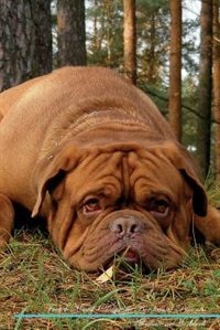 Couverture_French Mastiff (Dogue de Bordeaux) Affirmations Workbook French Mastiff (Dogue de Bordeaux) Presents