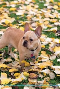 Frenchie Pug Affirmations Workbook Frenchie Pug Presents: Positive and Loving Affirmations Workbook. Includes: Mentoring Questions, Guidance, Supporting You.