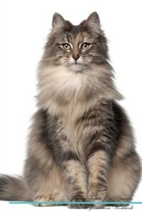Norwegian Forest Cat Affirmations Workbook Norwegian Forest Cat Presents: Positive and Loving Affirmations Workbook. Includes: Mentoring Questions, Guidance, Supporting You.