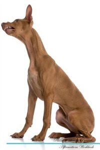 Pharaoh Hound Affirmations Workbook Pharaoh Hound Presents: Positive and Loving Affirmations Workbook. Includes: Mentoring Questions, Guidance, Supporting You.