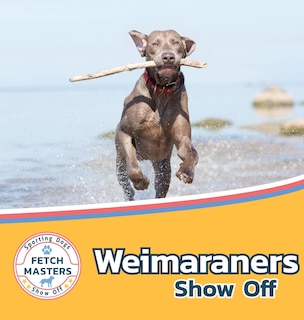 Couverture_Weimaraners Show Off