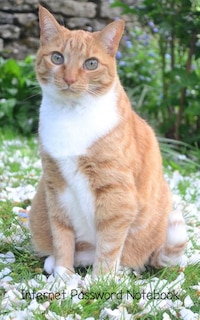 Internet Password Notebook: Useful Notebook For Cat Lovers / Store Internet Addresses, Passwords, User Names And Pins