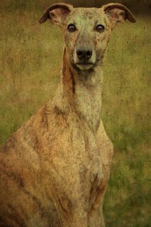 Front cover_Whippet
