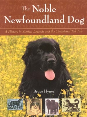 Noble Newfoundland Dog