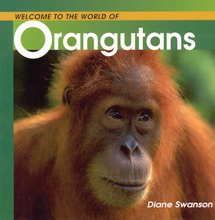 Welcome to the World of Orangutans