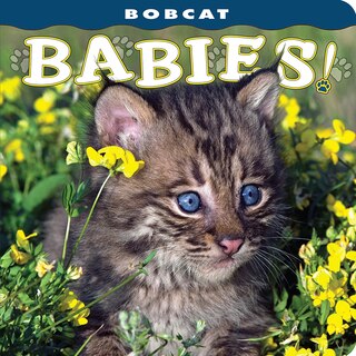 Front cover_Bobcat Babies!