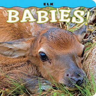 Front cover_Elk Babies!