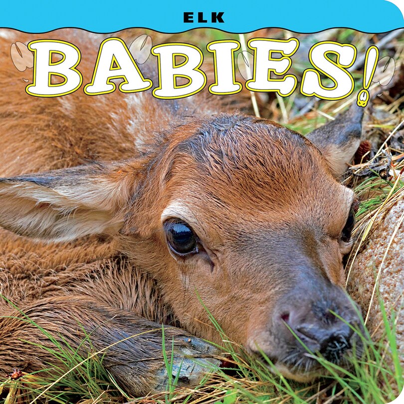 Front cover_Elk Babies!