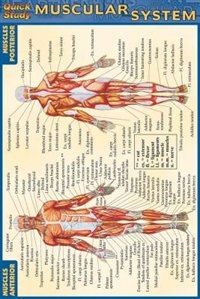 Front cover_Muscular System