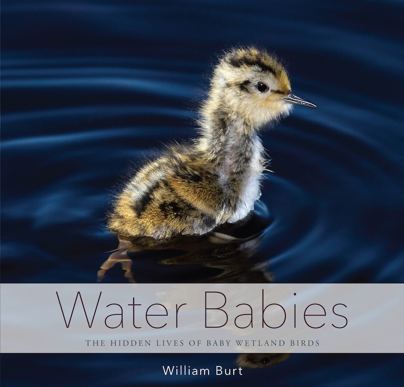Front cover_Water Babies