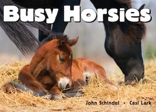 Couverture_Busy Horsies