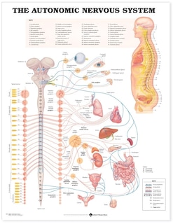 Front cover_Autonomic Nervous System Anatomical Chart